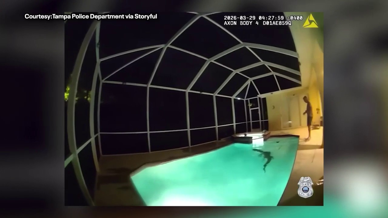 Tampa gator caught enjoying morning swim