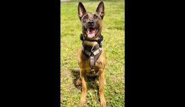 Fort Lauderdale K-9 survives shooting during burglary chase
