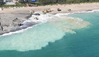 Researchers study how beach nourishment affects blacktip shark migration in South Florida
