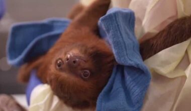 13 surviving sloths from Sloth World delivered to Central Florida Zoo in Sanford