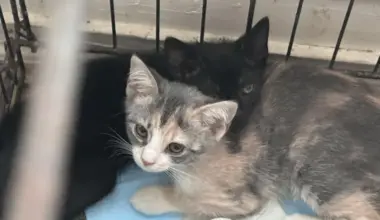 Activists fight for cat colonies in St. Johns County