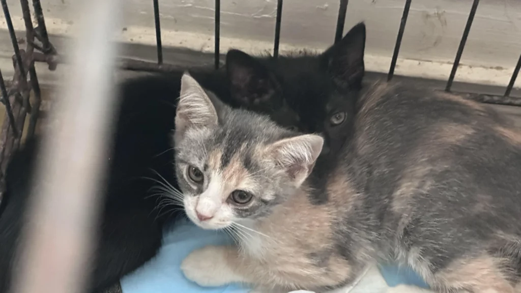 Activists fight for cat colonies in St. Johns County