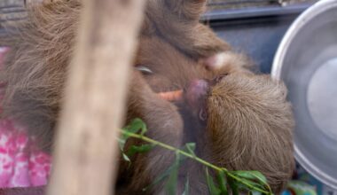 Bandit, sloth rescued from 'Sloth World' attraction, dies