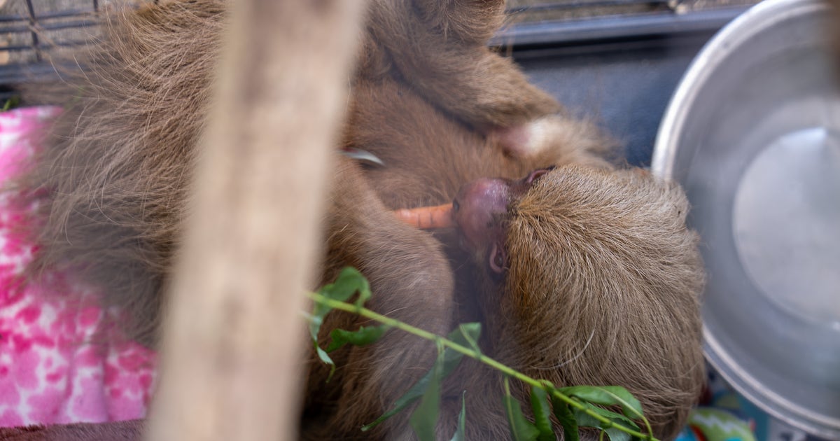 Bandit, sloth rescued from 'Sloth World' attraction, dies