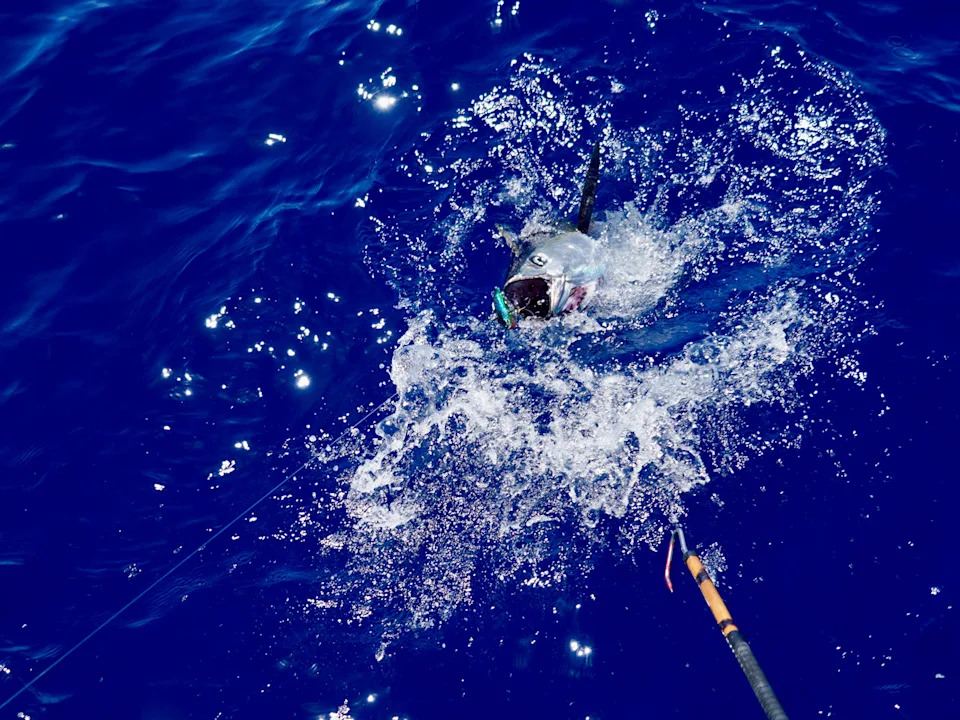 Yellowfin tuna in the water
