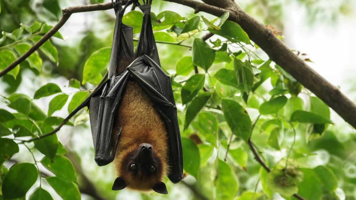 Have bats in your house? Here is the last day you can remove them until August in Florida