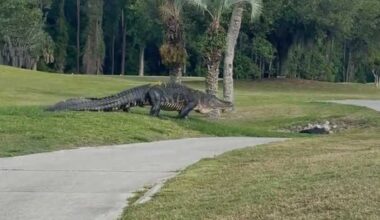 Massive alligator spotted on Jacksonville golf course