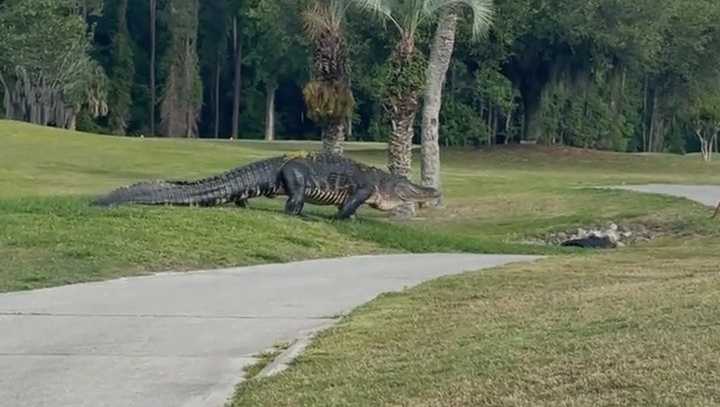 Massive alligator spotted on Jacksonville golf course