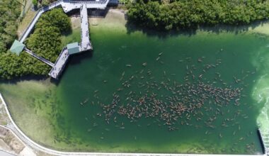 TECO's Manatee Viewing Center closing for the season this week