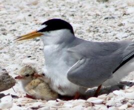 How You Can Help Protect Least Turns - Beach Talk Radio News