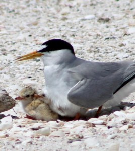 How You Can Help Protect Least Turns - Beach Talk Radio News