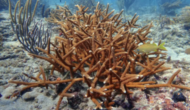 Port Everglades dredging project puts fragile reef system at risk