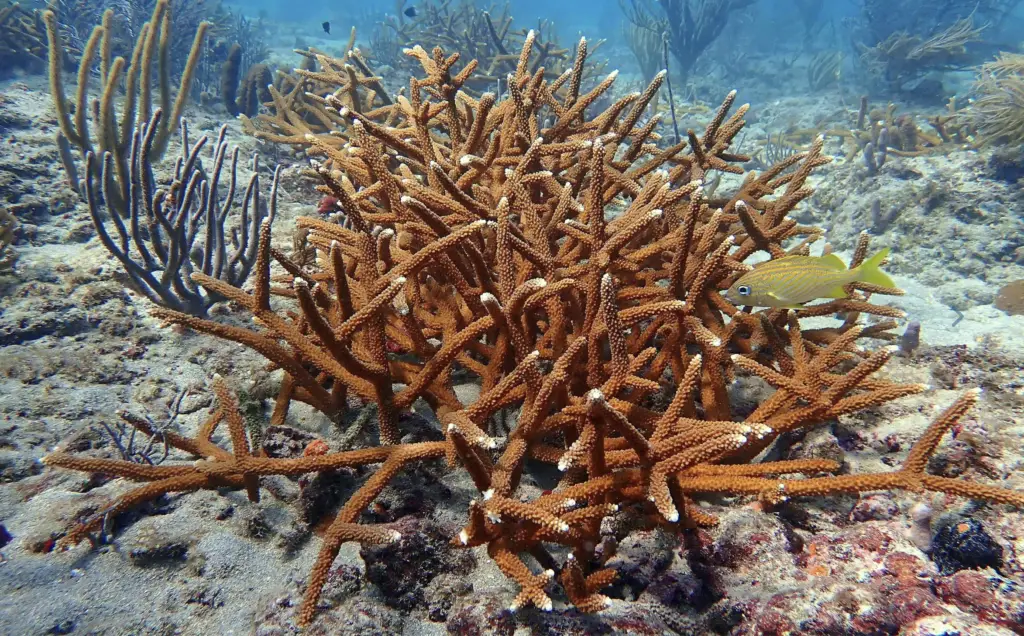 Port Everglades dredging project puts fragile reef system at risk