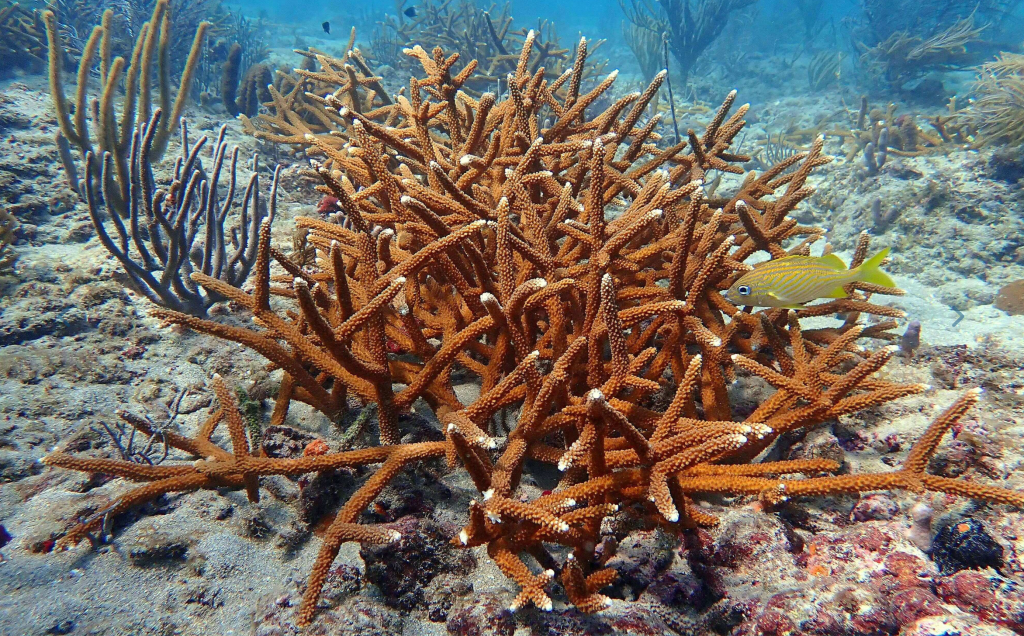 reef