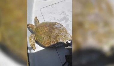 Captain steps in to save green sea turtle off Florida's Gulf Coast