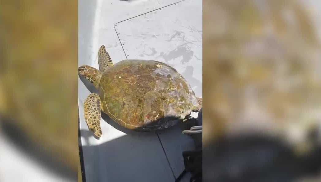 Captain steps in to save green sea turtle off Florida's Gulf Coast