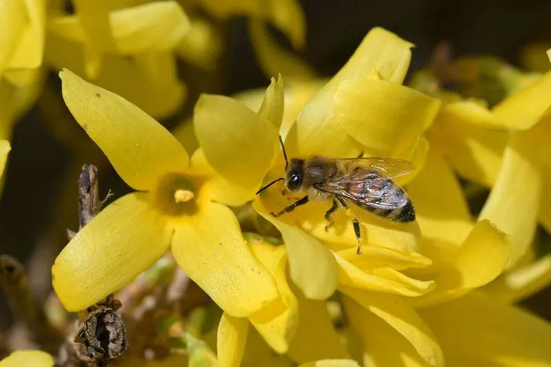 A honeybee sits on a forsythia blossom in full bloom. Michael Bahlo/dpa