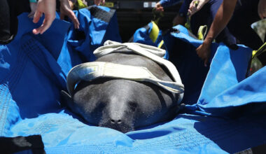 Yahoo lifestyle home