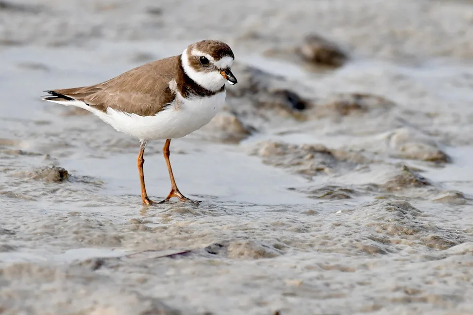 Semipalmated plover; taken at Tigertail Beach, Marco Island.