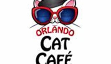 Orlando Cat Cafe Named Social Impact Business of the Year by WomElle Female Voice Awards