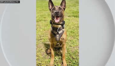 Fort Lauderdale police K-9 undergoing surgery after being shot by armed man, investigators say