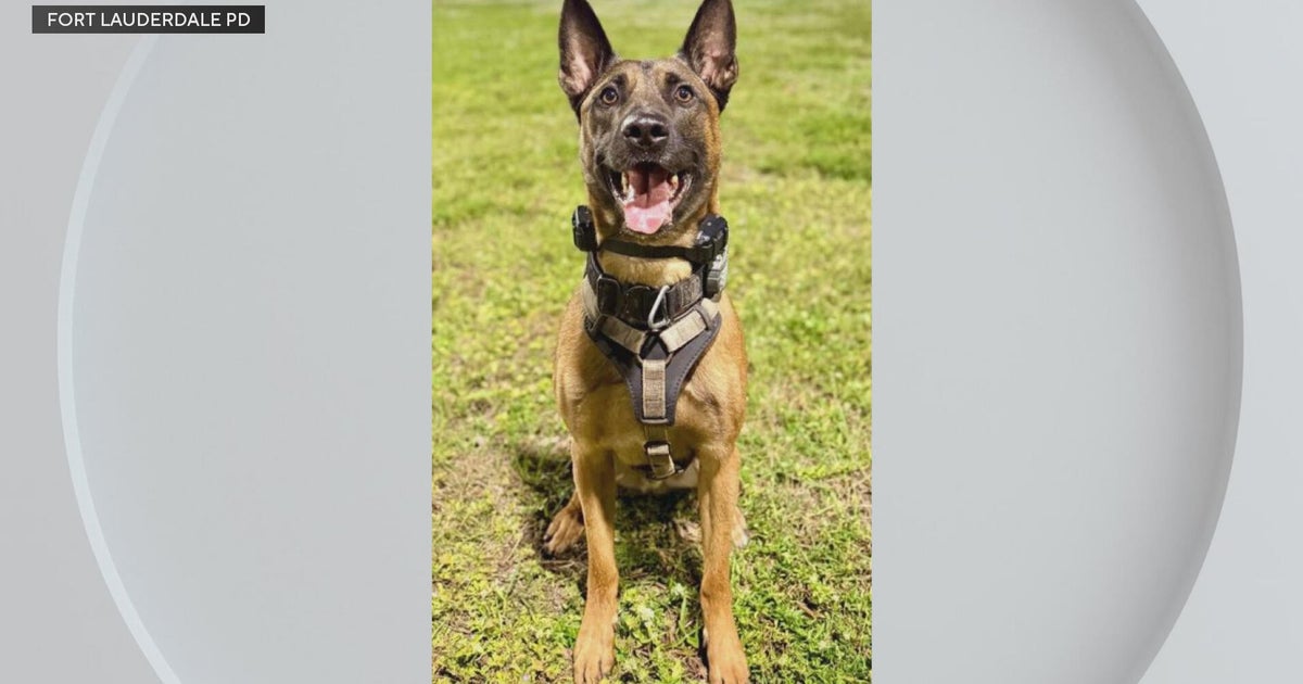 Fort Lauderdale police K-9 undergoing surgery after being shot by armed man, investigators say