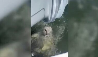 Video shows Florida manatee making unexpected pit stop at police boat to quench thirst