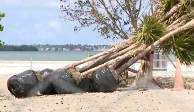 Miami residents demand halt to tree removal permits as city defends process amid flooding fears