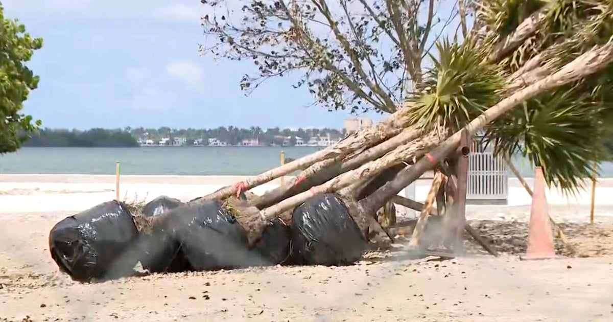 Miami residents demand halt to tree removal permits as city defends process amid flooding fears