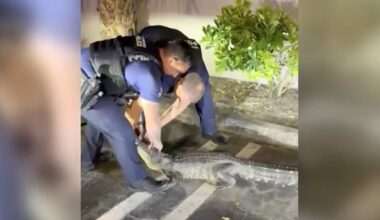 Video shows South Florida police officers wrangling alligator found in empty lot during unexpected encounter