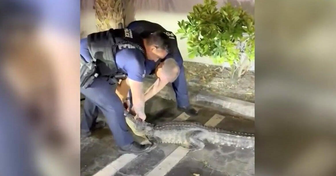 Video shows South Florida police officers wrangling alligator found in empty lot during unexpected encounter