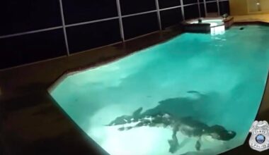 Hissing alligator removed from Florida pool after family thought intruder was breaking into home
