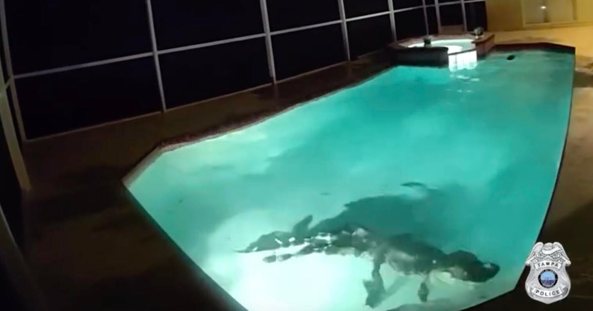 cbsmiami-tampa-alligator-pool-1.jpg