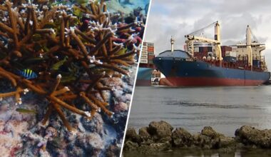 Port Everglades dredging project paused as coral reef concerns grow – NBC 6 South Florida