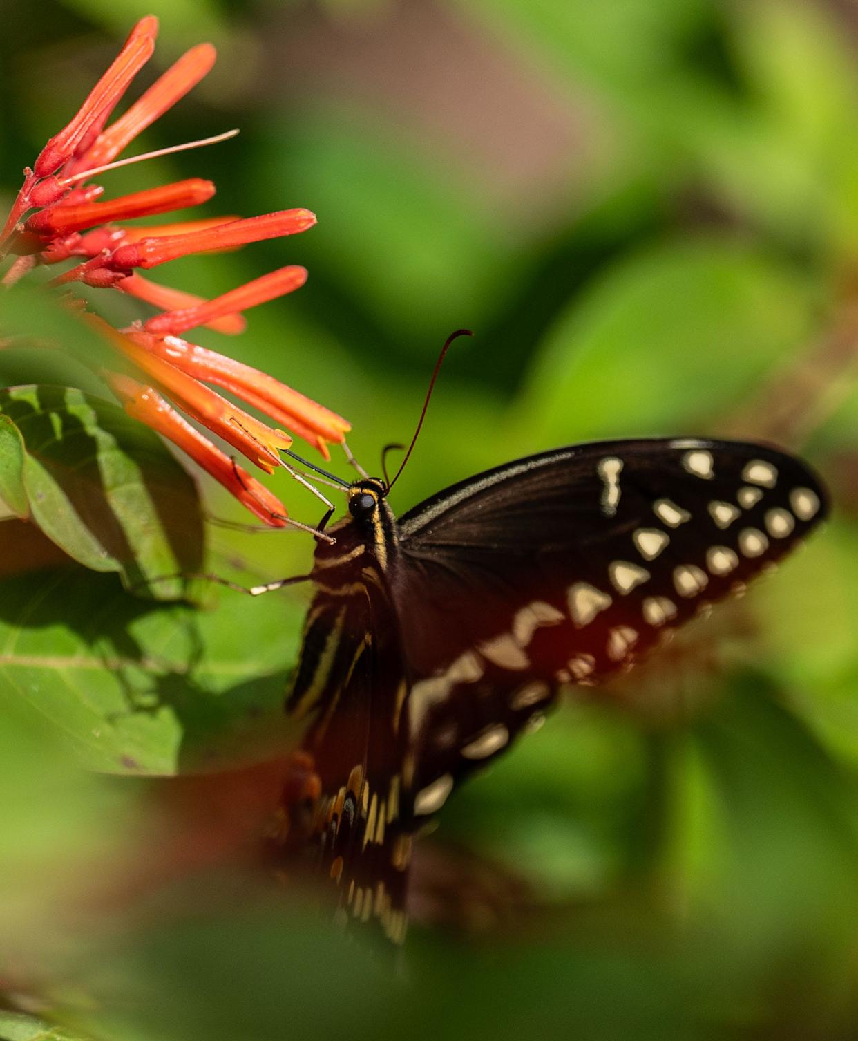 Butterflies feed on the plants at Wakulla Springs on Monday, Sept. 8, 2025.