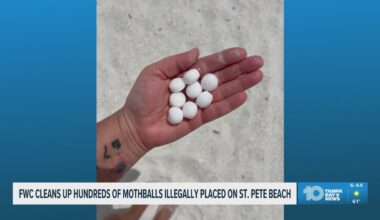 Mothballs discovered by FWC on St. Pete Beach
