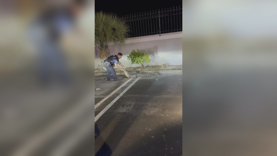WATCH: Florida officers capture alligator after encounter in a neighborhood