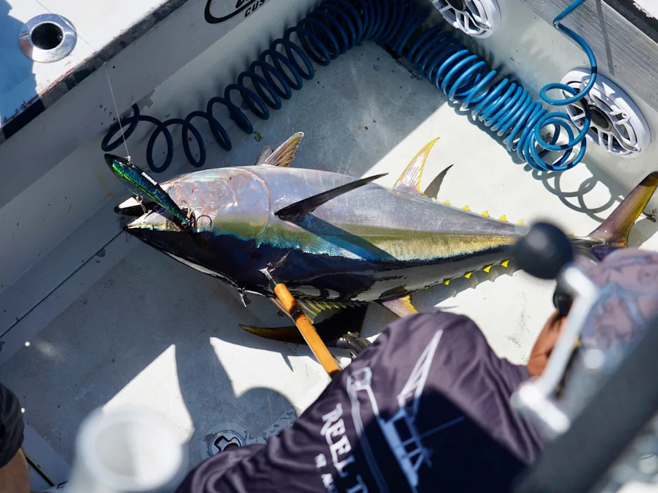 Yellowfin tuna on the deck.