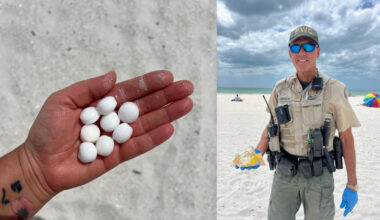 FWC cleans up hundreds of mothballs illegally placed on St. Pete Beach