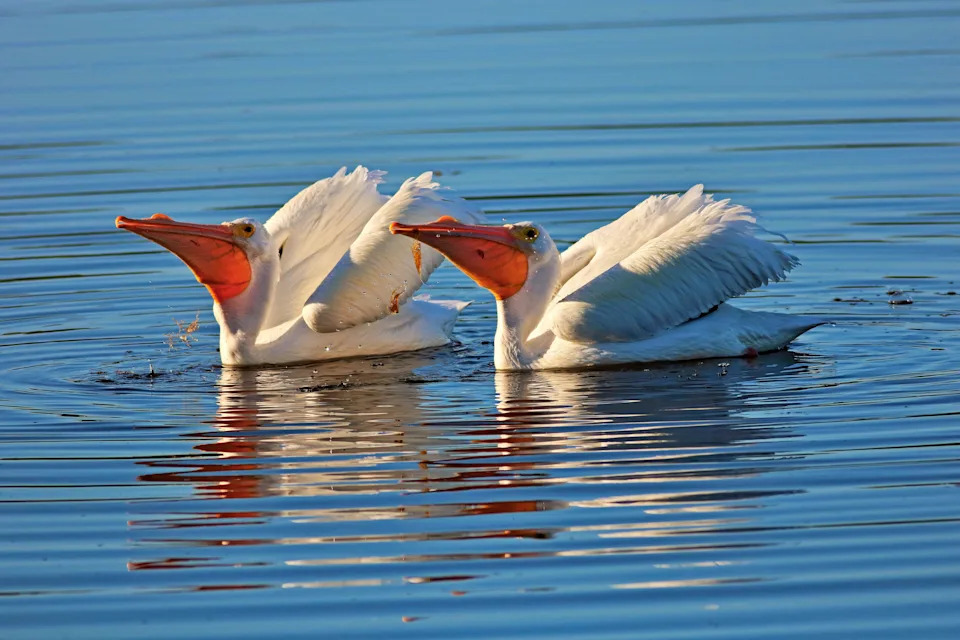 A pair of American white pelicans frolic in the water at Ding Darling Wildlife Refuge. Taken with a Canon Rebel T6i at f/5.6, ISO=250 and 1/1600 sec.