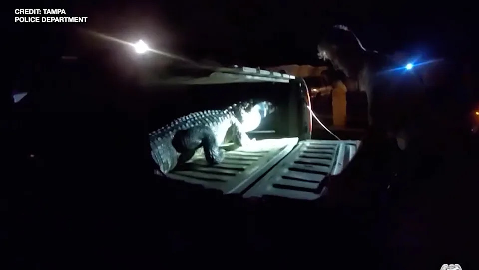 Officers and a trapper pulled the alligator out of the pool and placed him in the back of a truck.
