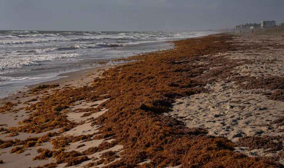 Rough seas bring Sargassum seaweed ashore in Cocoa Beach.