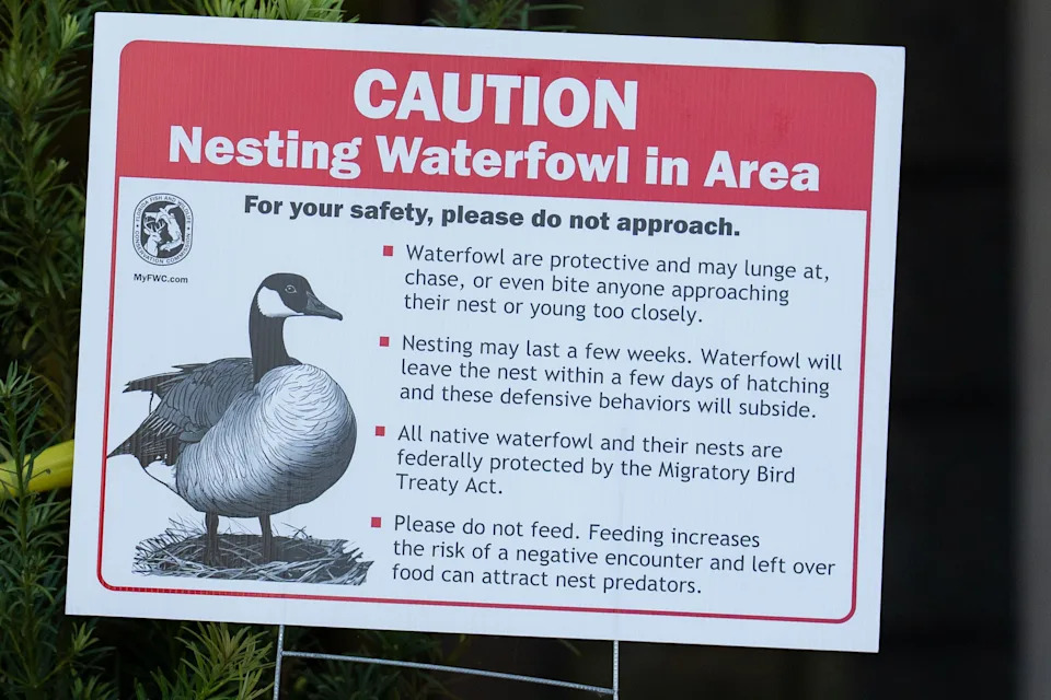 A nesting Canada goose chose a large planter in front of of Dillard's as its nesting place. The goose is seen resting on its eggs outside the department store Wednesday, April 1, 2026. Due to its aggressive nature, especially during nesting season, the mall has posted signs and partially blocked off the entrance to protect the goose and patrons.