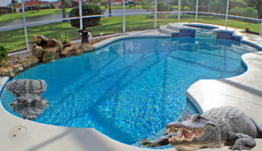 alligators inside Florida swimming pool