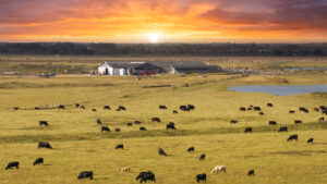 Cattle grazing on a ranch in Florida (iStock image)