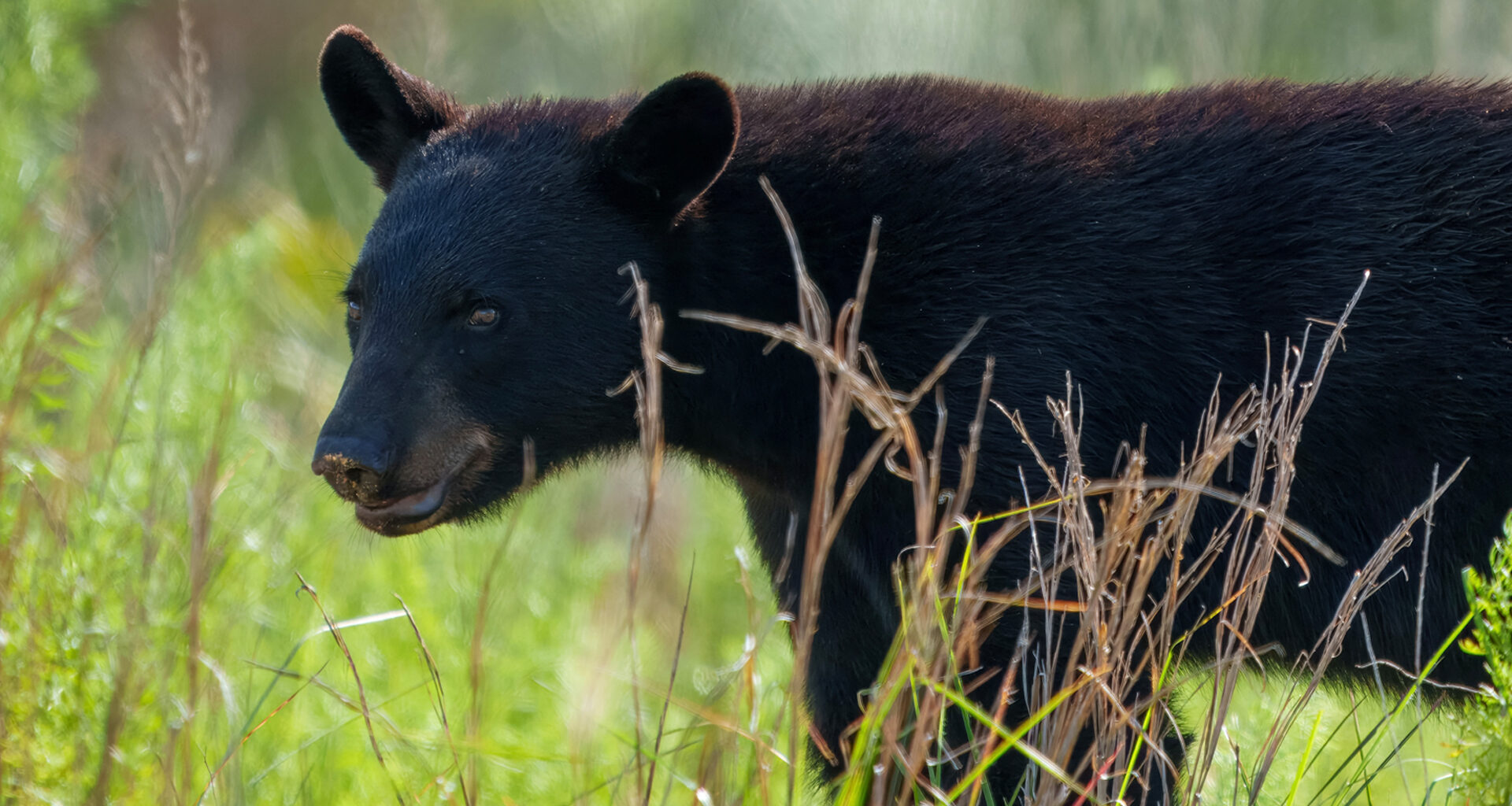Taking away the tools to build the Florida Wildlife Corridor  