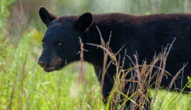 Taking away the tools to build the Florida Wildlife Corridor  
