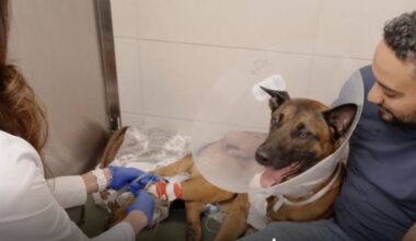 FLPD K-9 Appie recovers from surgery after shooting