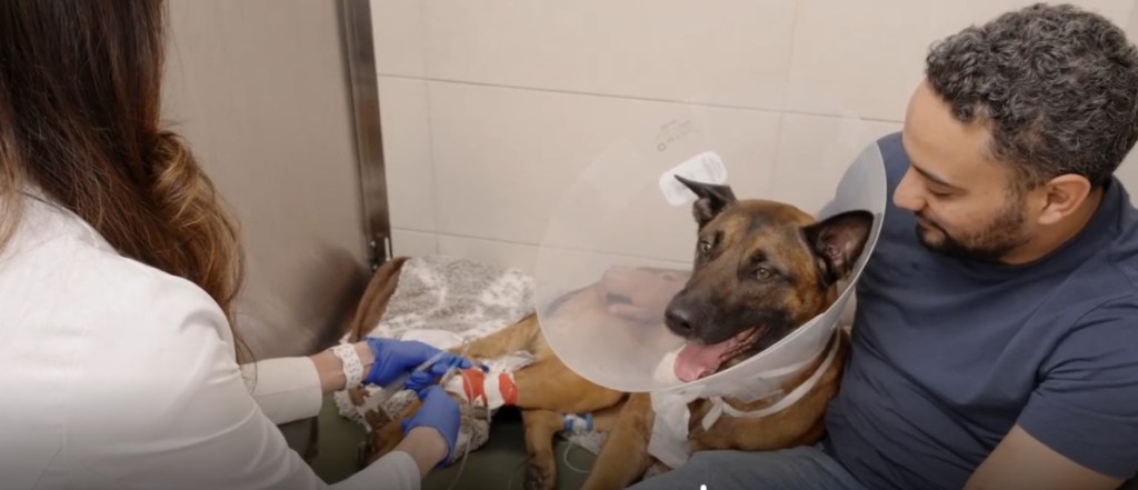 FLPD K-9 Appie recovers from surgery after shooting