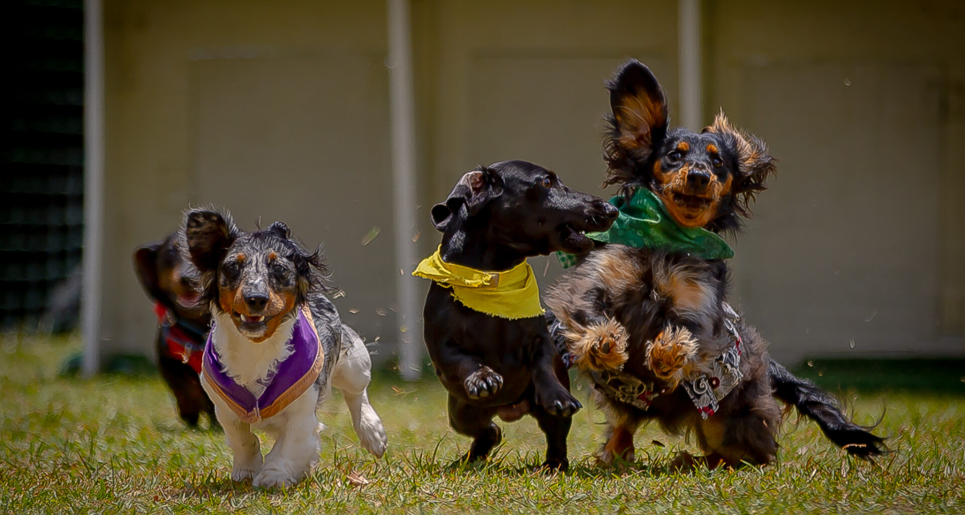 Florida Wiener Dog Derby XVI